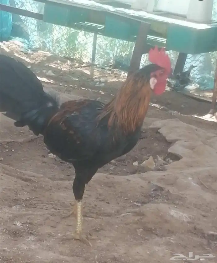 ديك بلدي 0