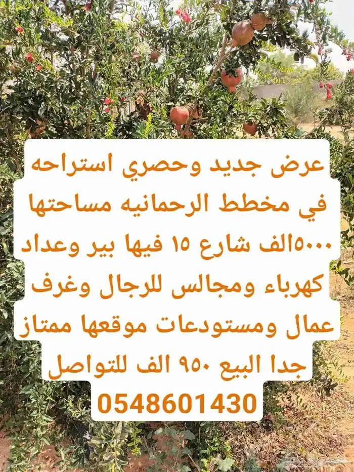 الخرج الهياثم العفجه نجديه الرحمانيه الشديده الرفايع العتيق 1