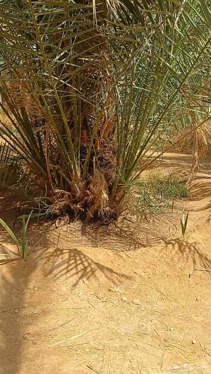 يوجد لدينا فسايل نخيل خلاص حساء 0