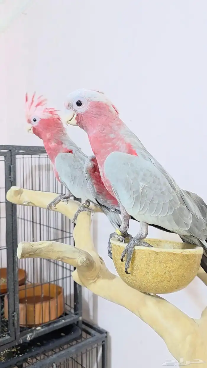 فروخ كوكاتو قالا 1