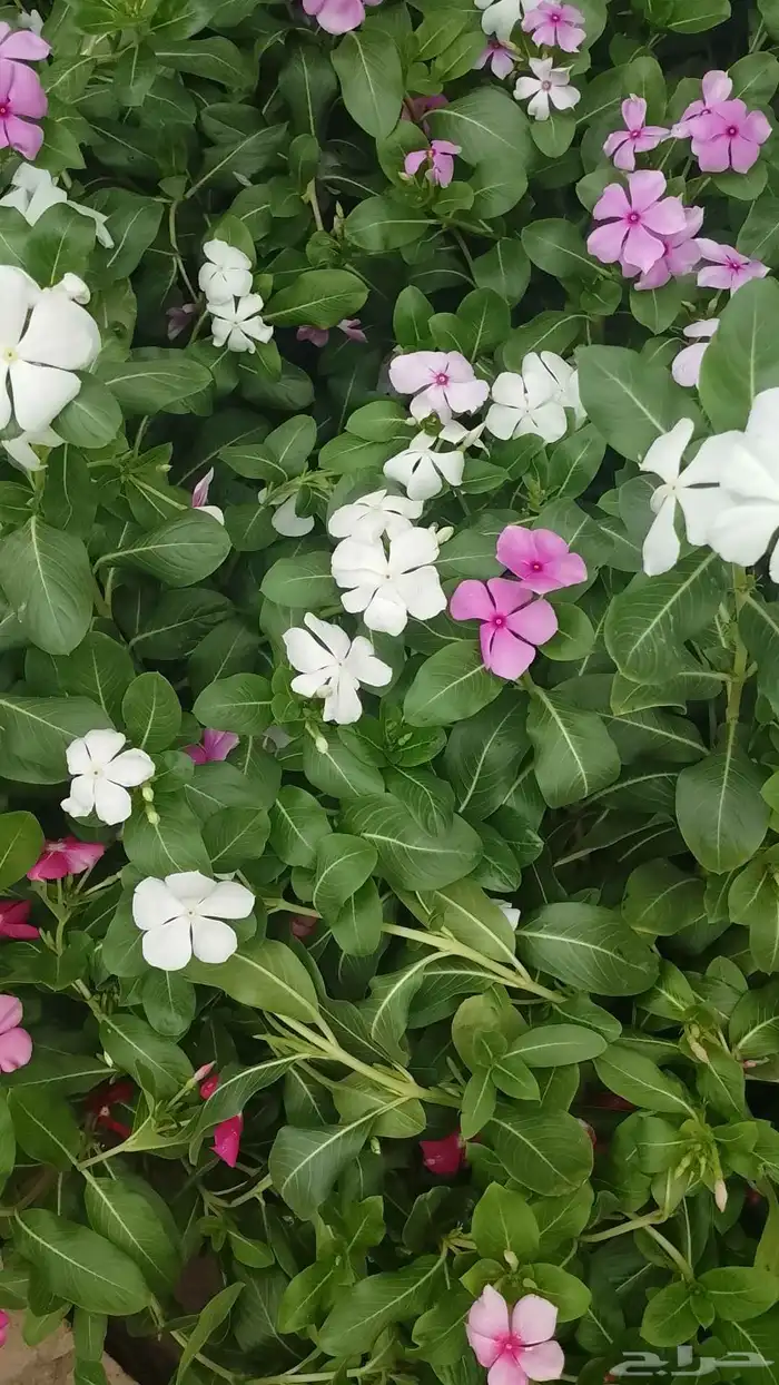 تنسيق حدائق وزراعه التيل وتركيب شبكة الري 0