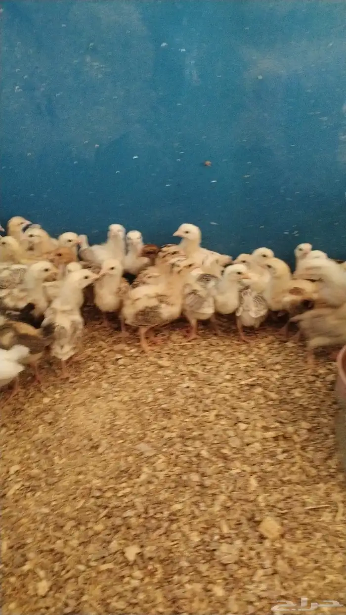 صوص بلدي للبيع 1