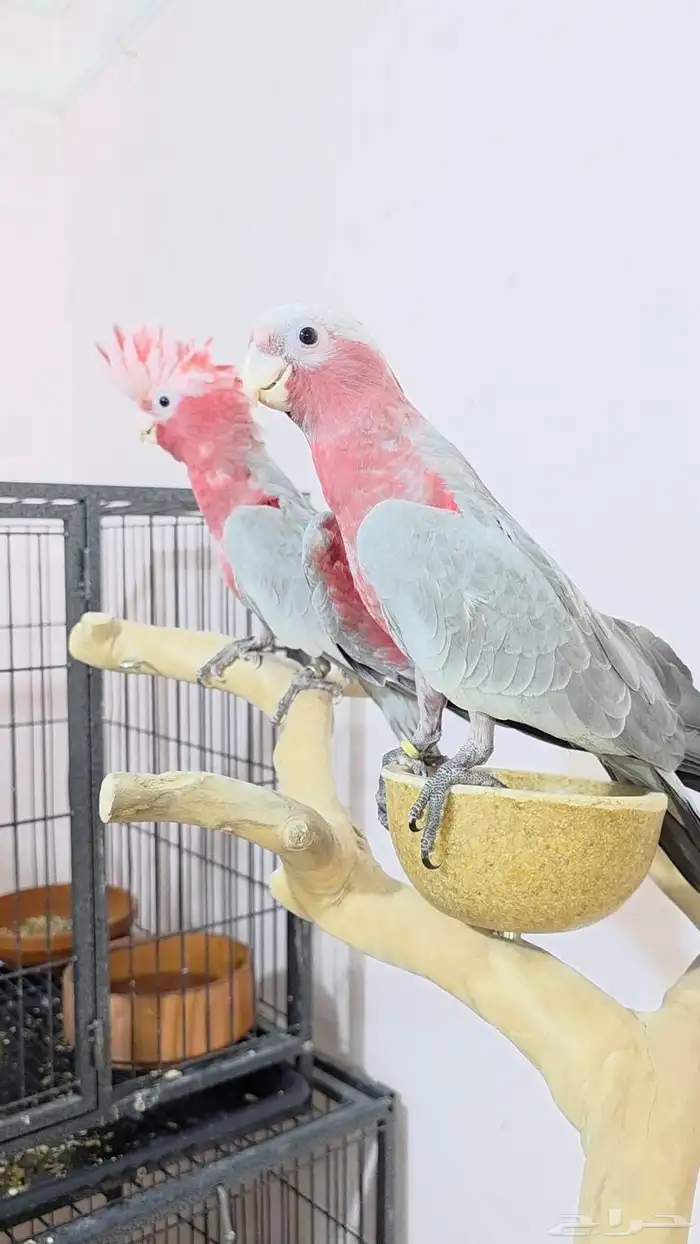 فروخ كوكاتو قالا 0