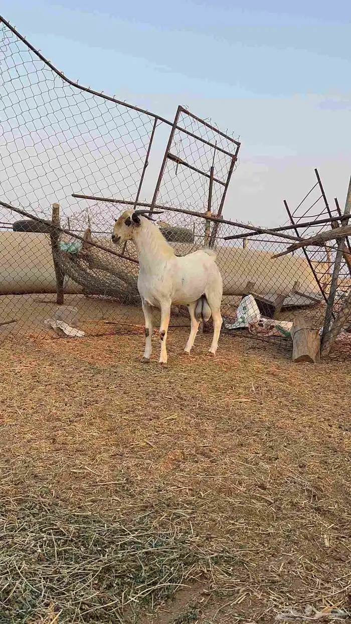 تيس بيشي صنف الصنف 2