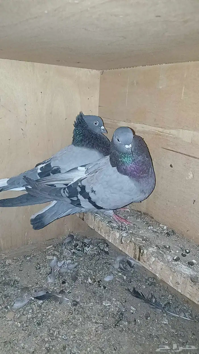 حمام قطيفي 5