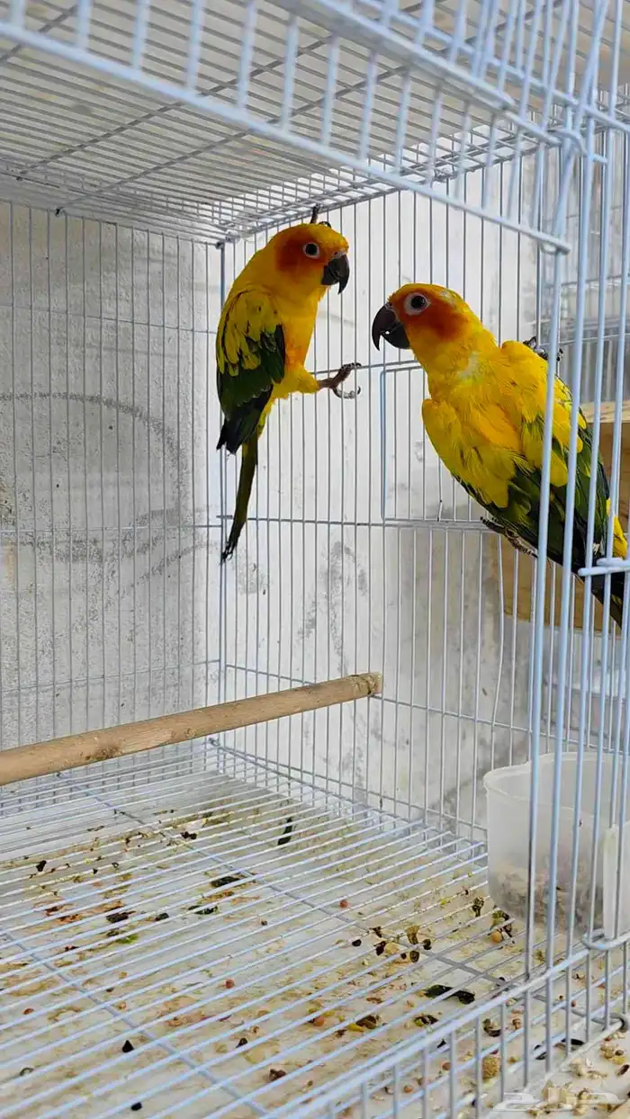 اجواز صن كنيور محلله جاهزه للانتاج 1