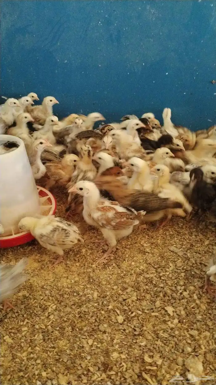 صوص بلدي للبيع 5