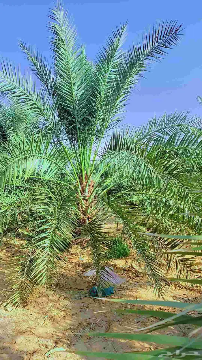 السلام عليكم زباين الكرام يوجد لدينانخيل االبيع 0
