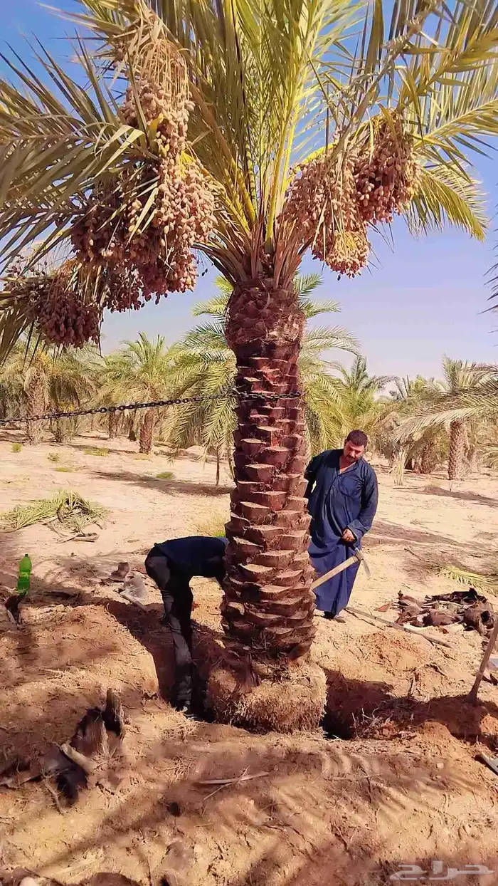 نخل للبيع مثمر خلاص سكري صقعي مجدول سلاطين نبوت سيف سلج 5