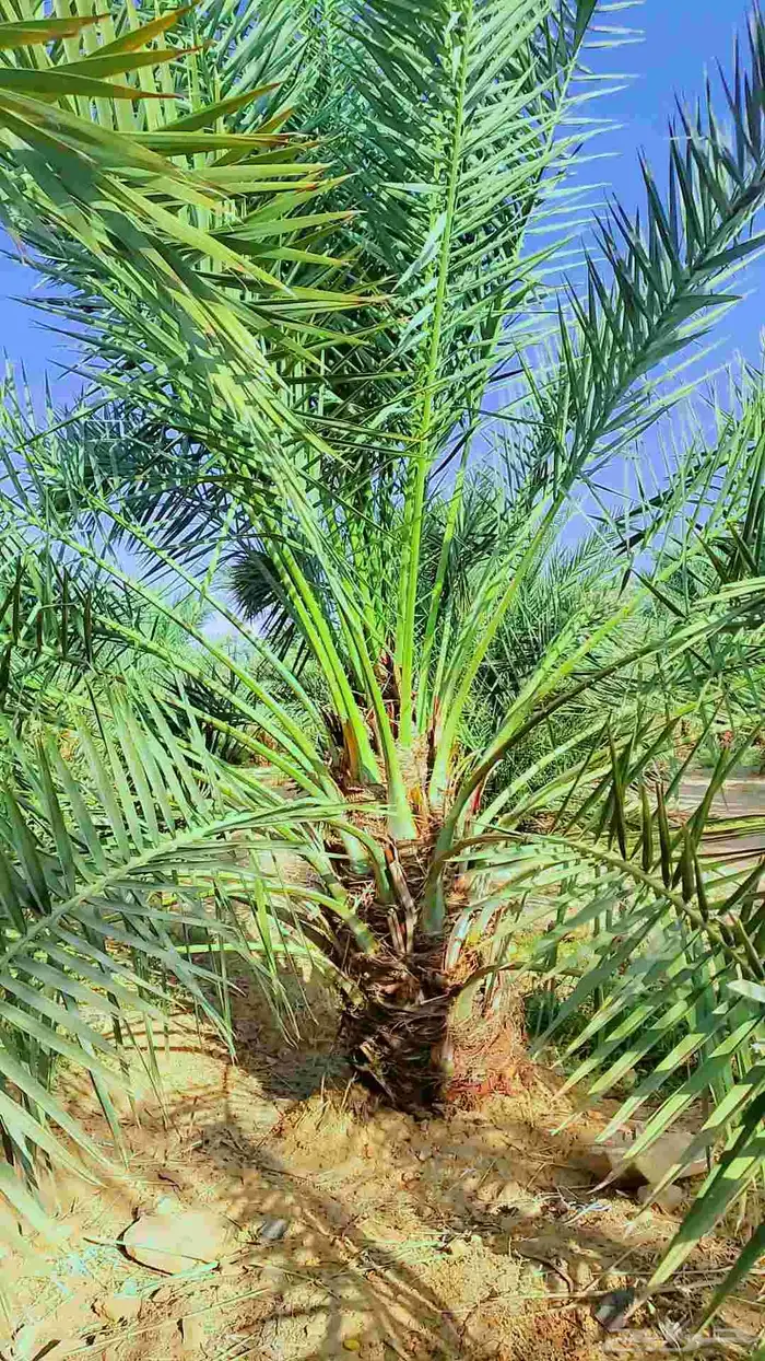 السلام عليكم زباين الكرام يوجد لدينانخيل االبيع 7