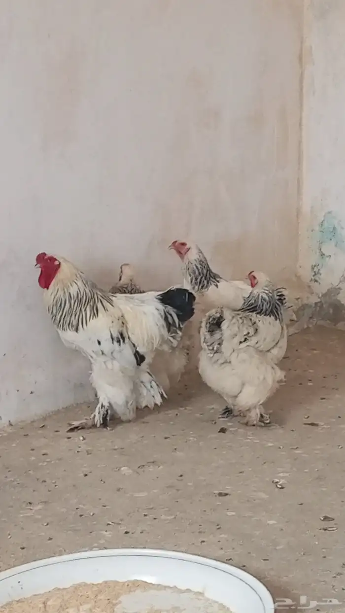 دجاج براهمه كولومبي منتج 1