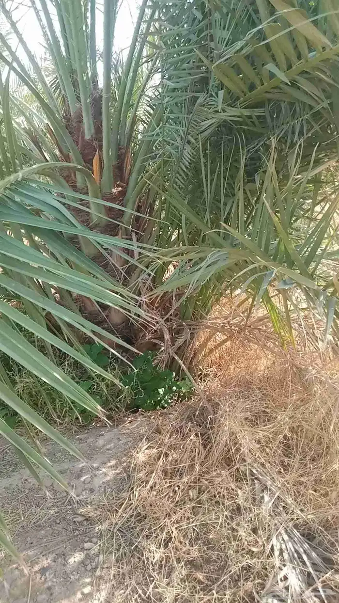 السلام عليكم زباين الكرام يوجد لدينا جميع انواع النخيل 8