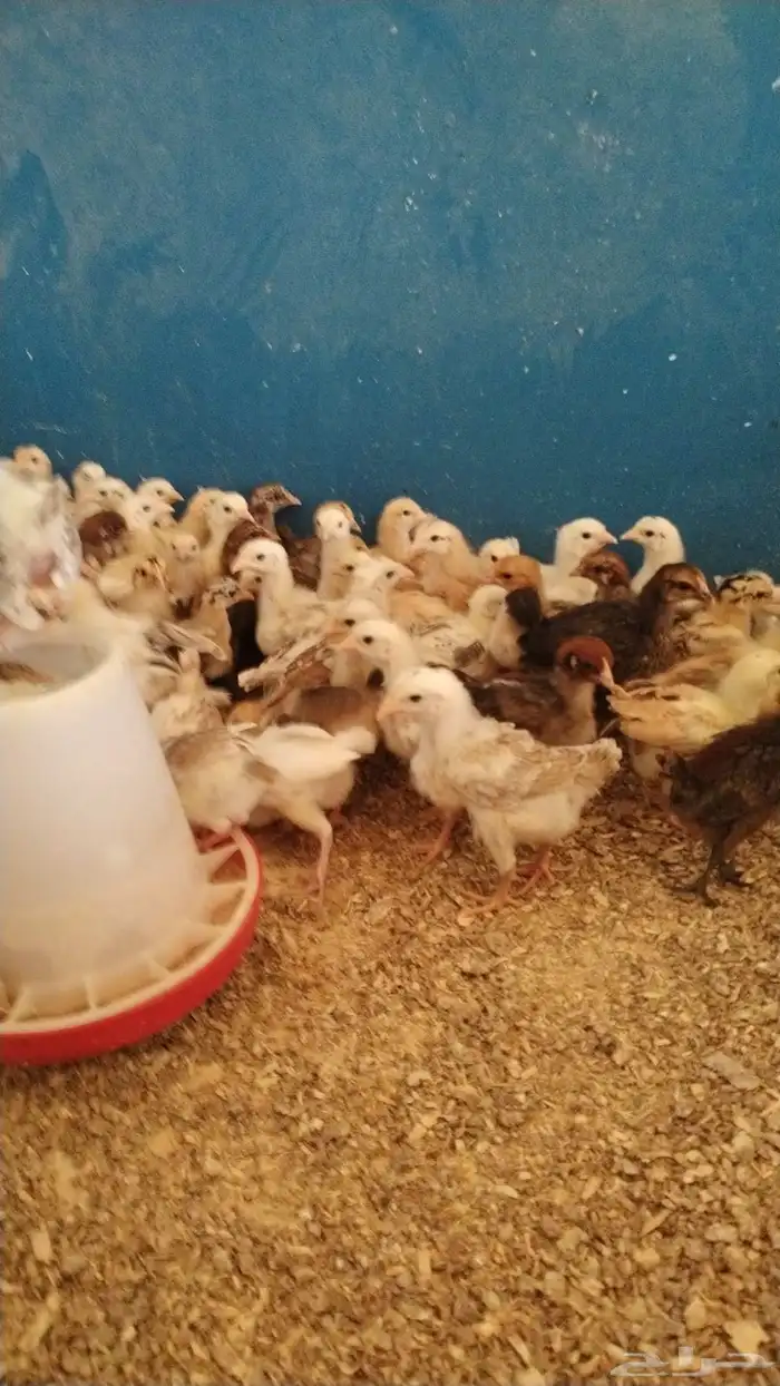 صوص بلدي للبيع 0