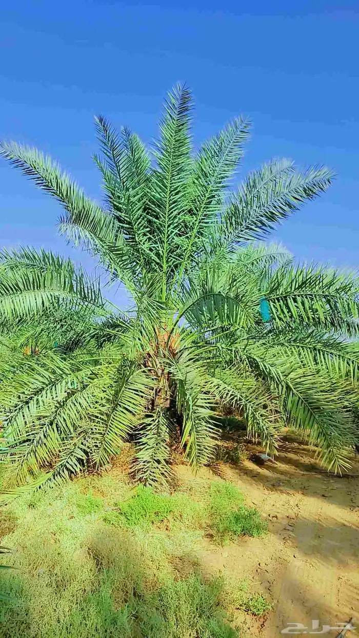 السلام عليكم زباين الكرام يوجد لدينانخيل االبيع 6
