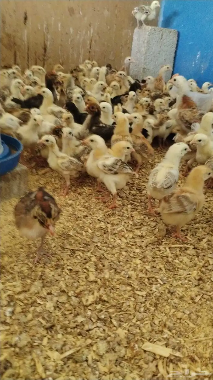 صوص بلدي للبيع 0