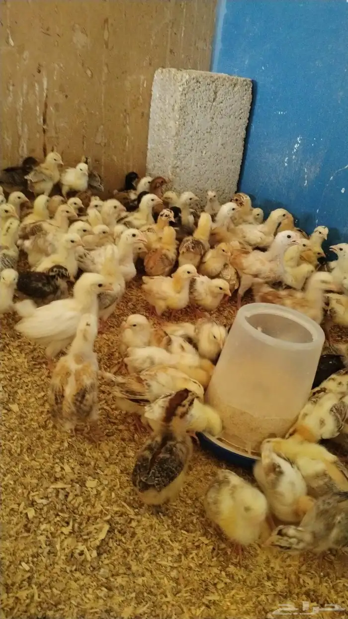 صوص بلدي للبيع 3