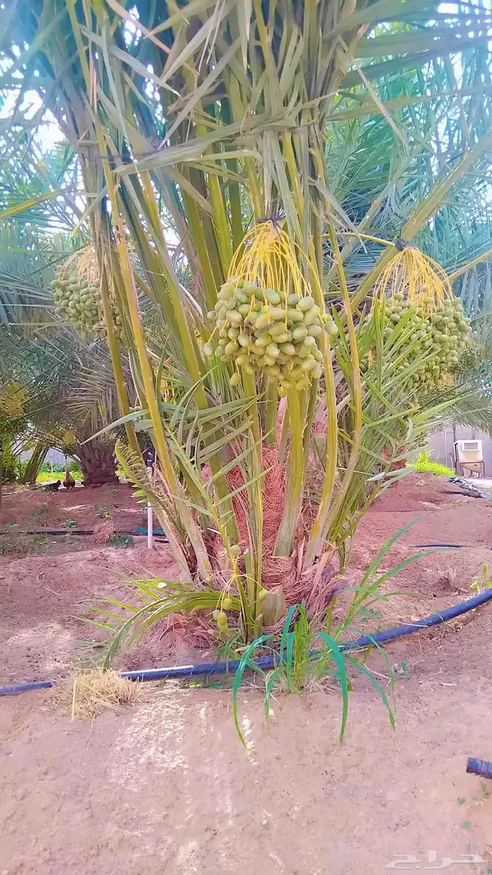 نخل للبيع مثمر خلاص سكري صقعي مجدول سلاطين نبوت سيف سلج 6