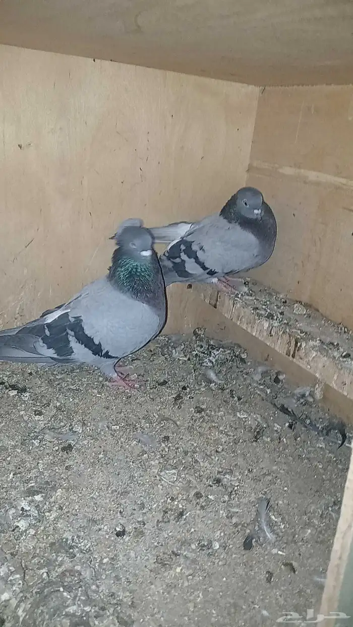 حمام قطيفي 2