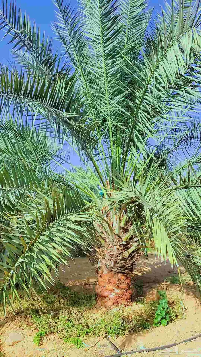 السلام عليكم زباين الكرام يوجد لدينانخيل االبيع 3