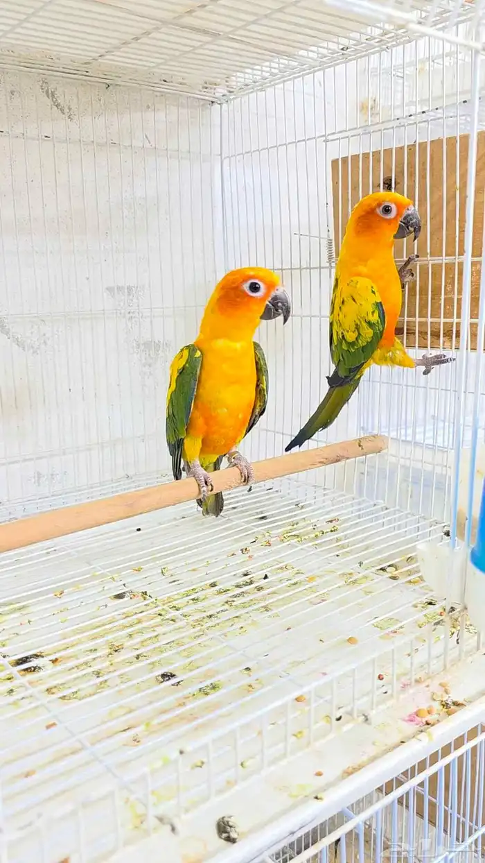 اجواز صن كنيور محلله جاهزه للانتاج 0