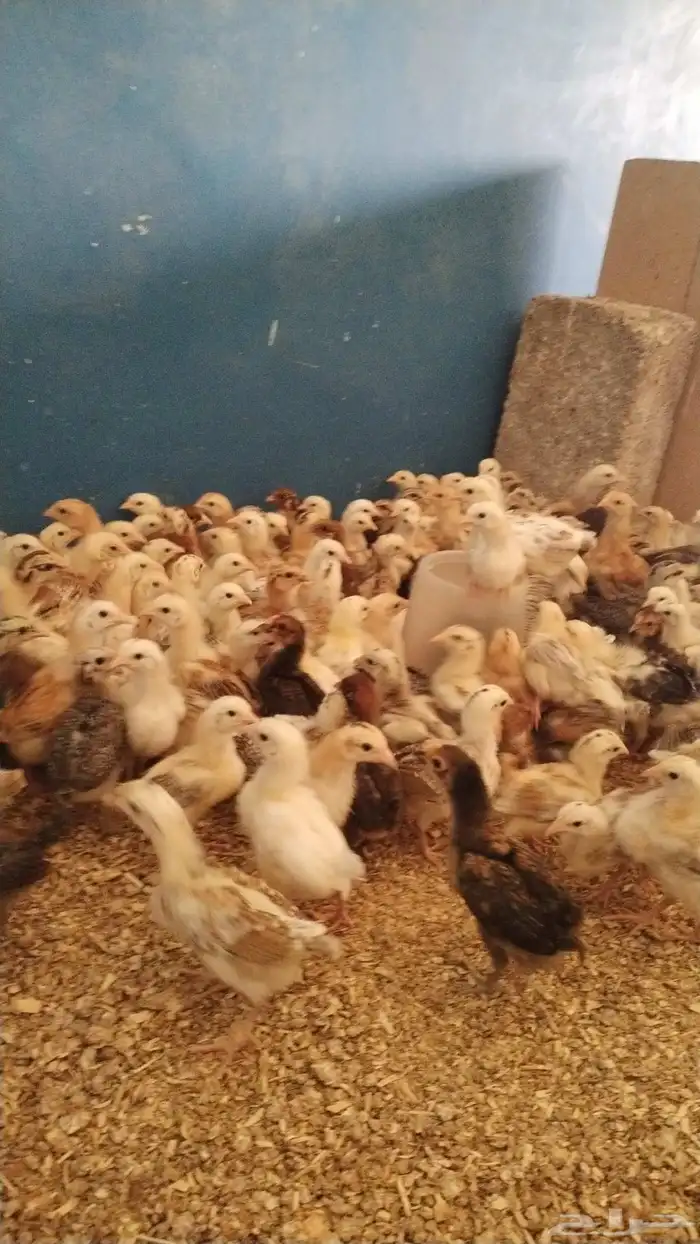 صوص بلدي للبيع 4