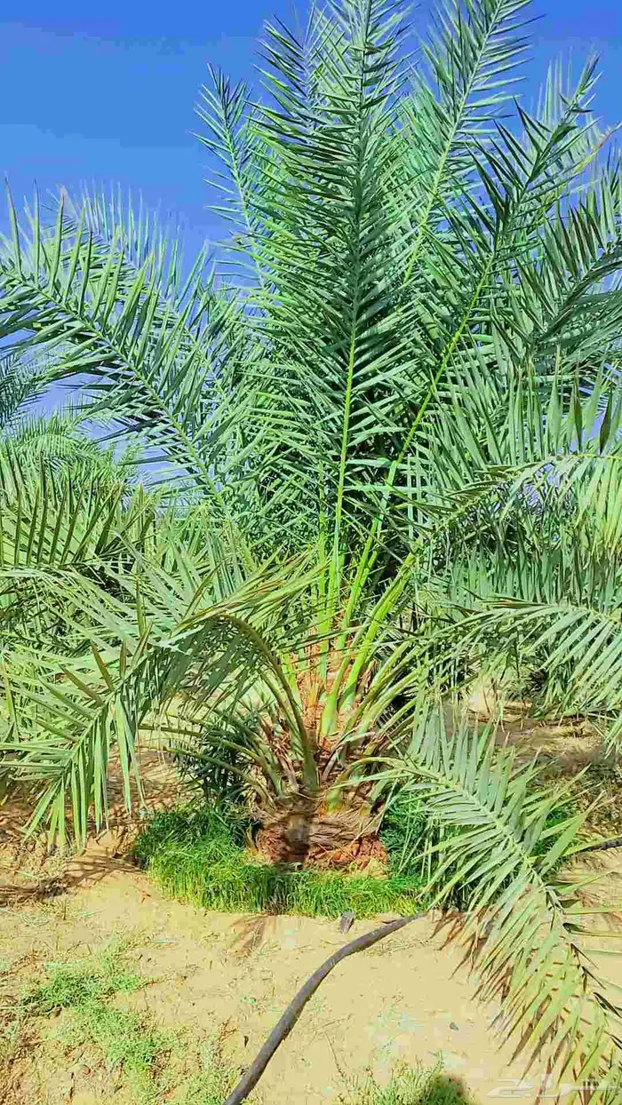 السلام عليكم زباين الكرام يوجد لدينانخيل االبيع 2
