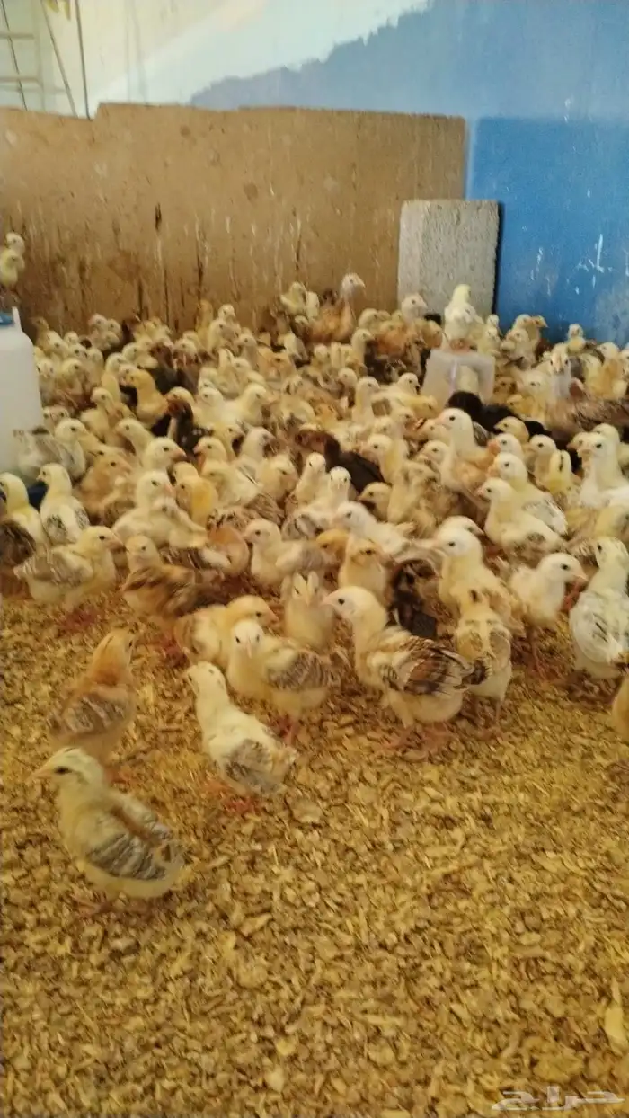 صوص بلدي للبيع 2