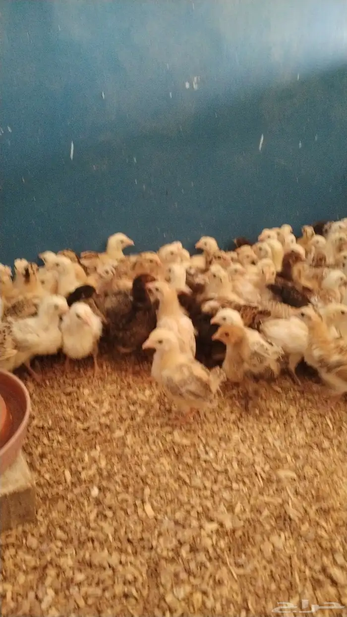 صوص بلدي للبيع 2