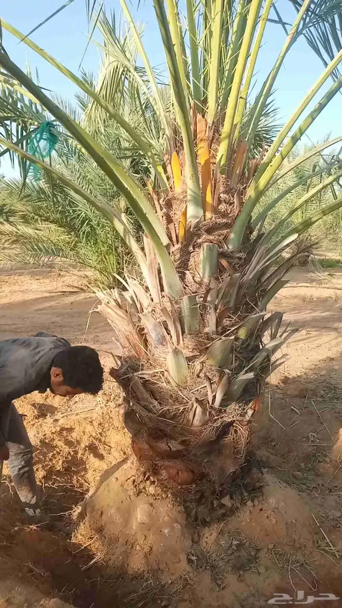 السلام عليكم زباين الكرام يوجد لدينا جميع انواع النخيل 9
