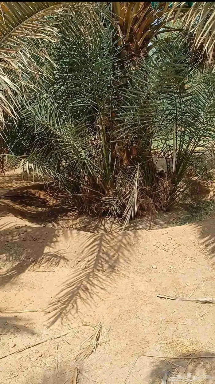 يوجد لدينا فسايل نخيل خلاص حساء 1