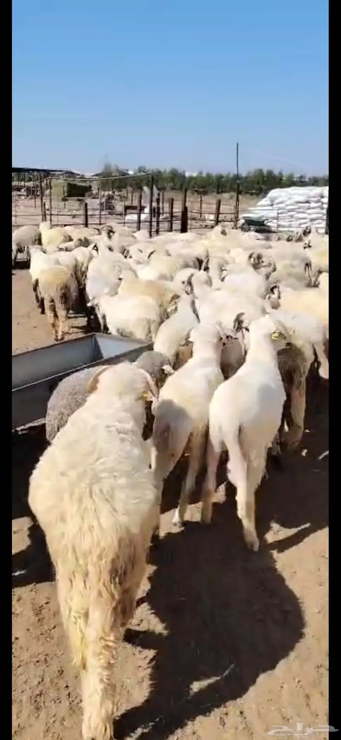 خرفان روماني 2