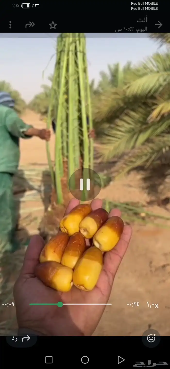 ابوراشد للنخيل العربي والنخيل الزينه الواشنط 0