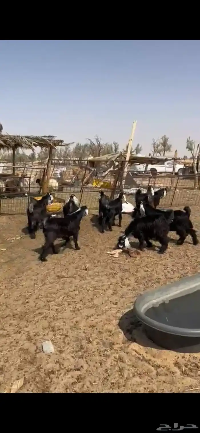 للبيع طليان نعيمي معزا َجفارات 9