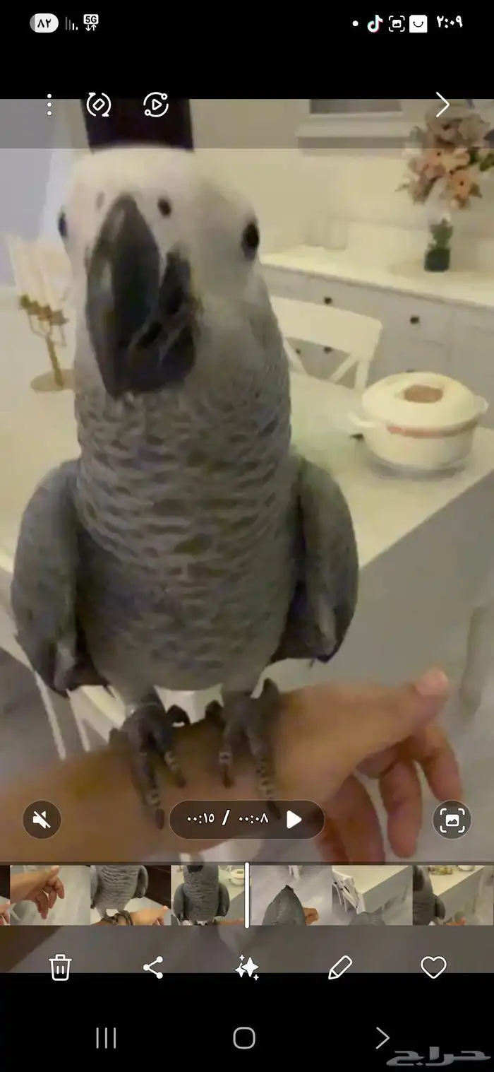 ببغاء ضايع 0