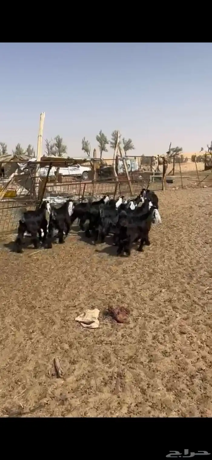 للبيع طليان نعيمي معزا َجفارات 4