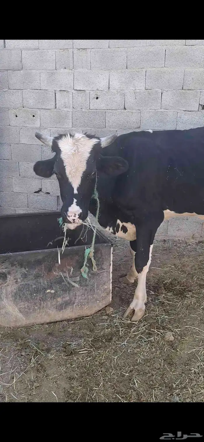 ثور للبيع 0