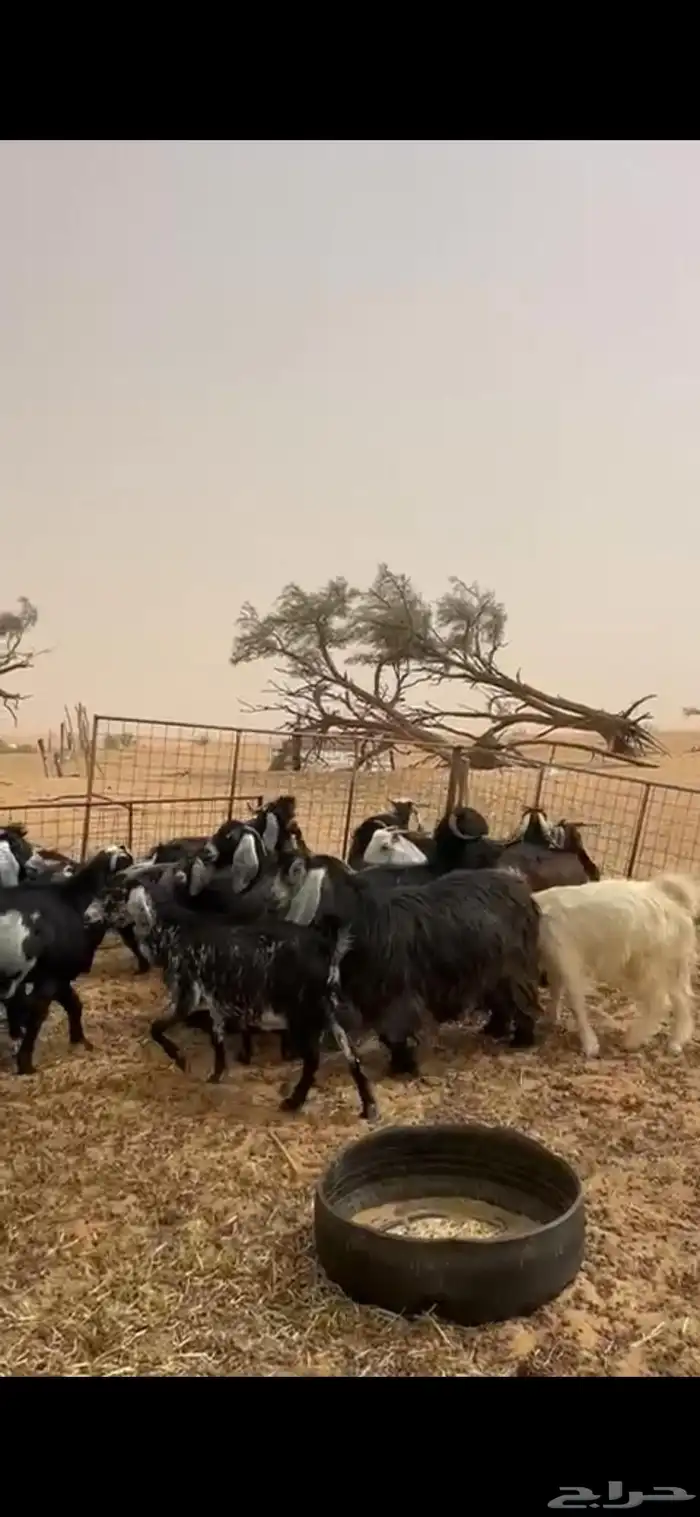 للبيع طليان نعيمي معزا َجفارات 1