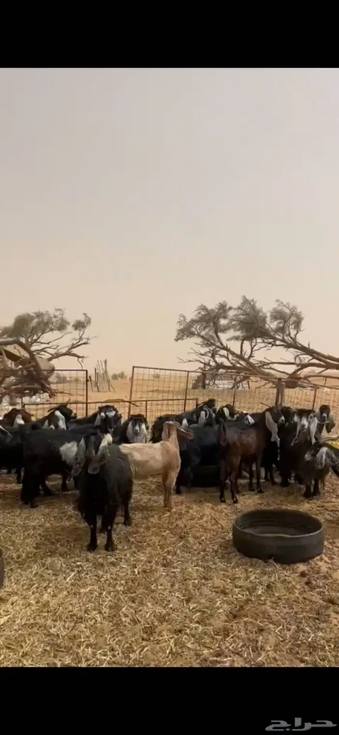 للبيع طليان نعيمي معزا َجفارات 0