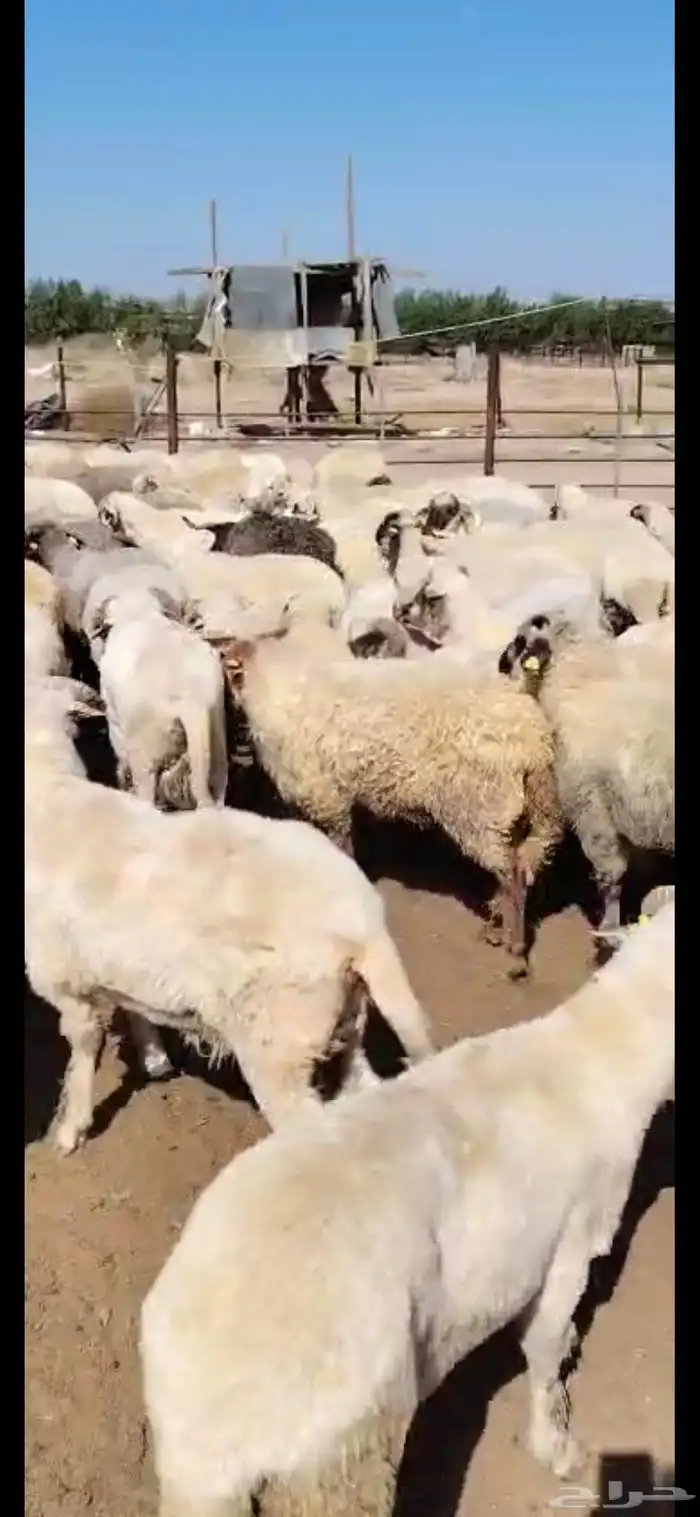خرفان روماني 3
