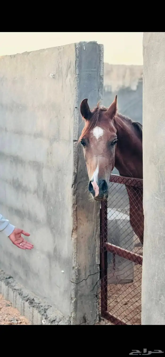 خيل شعبي 3