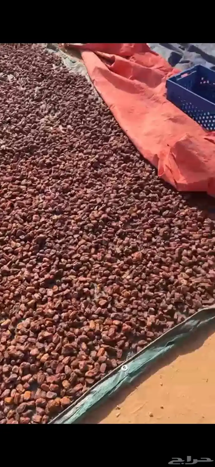 تمر علف ناشف 4