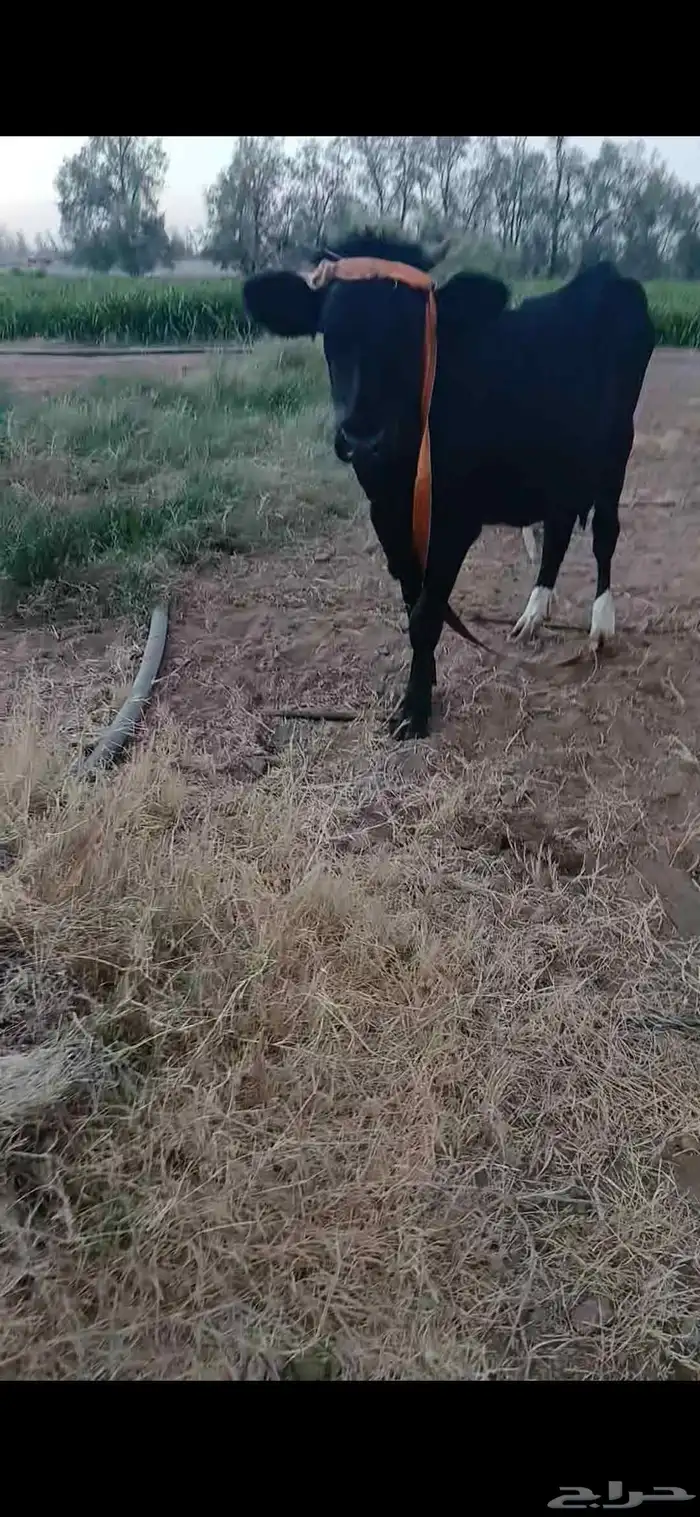 بقره عشره 0