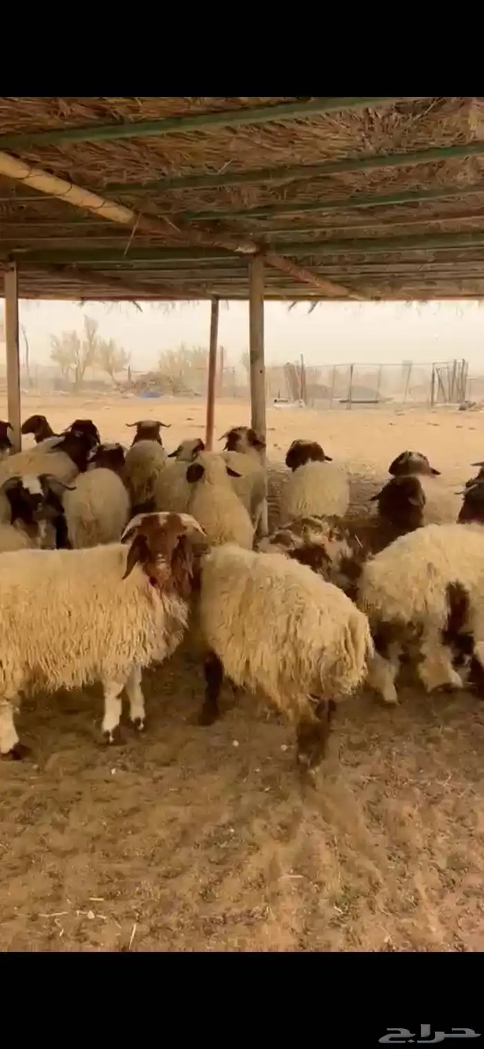 للبيع طليان نعيمي معزا َجفارات 3