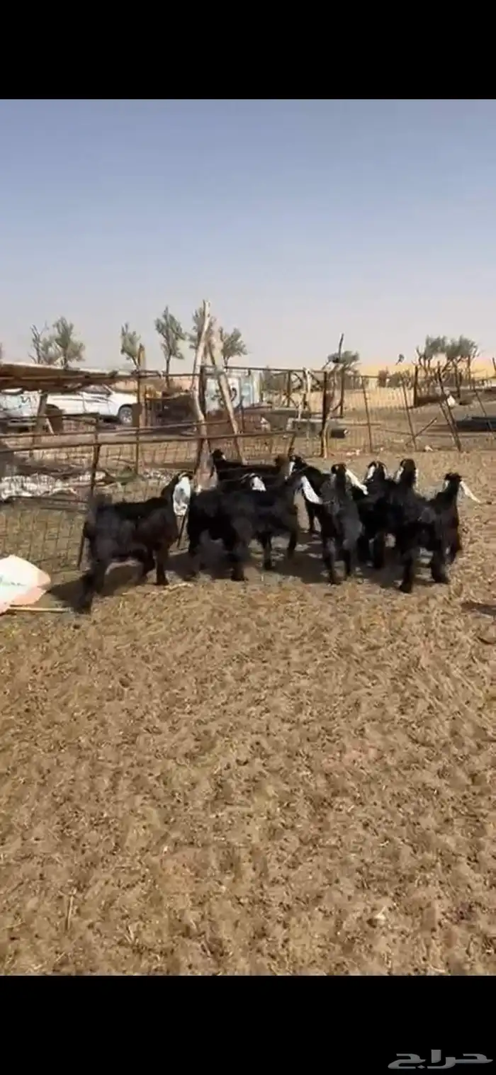 للبيع طليان نعيمي معزا َجفارات 5