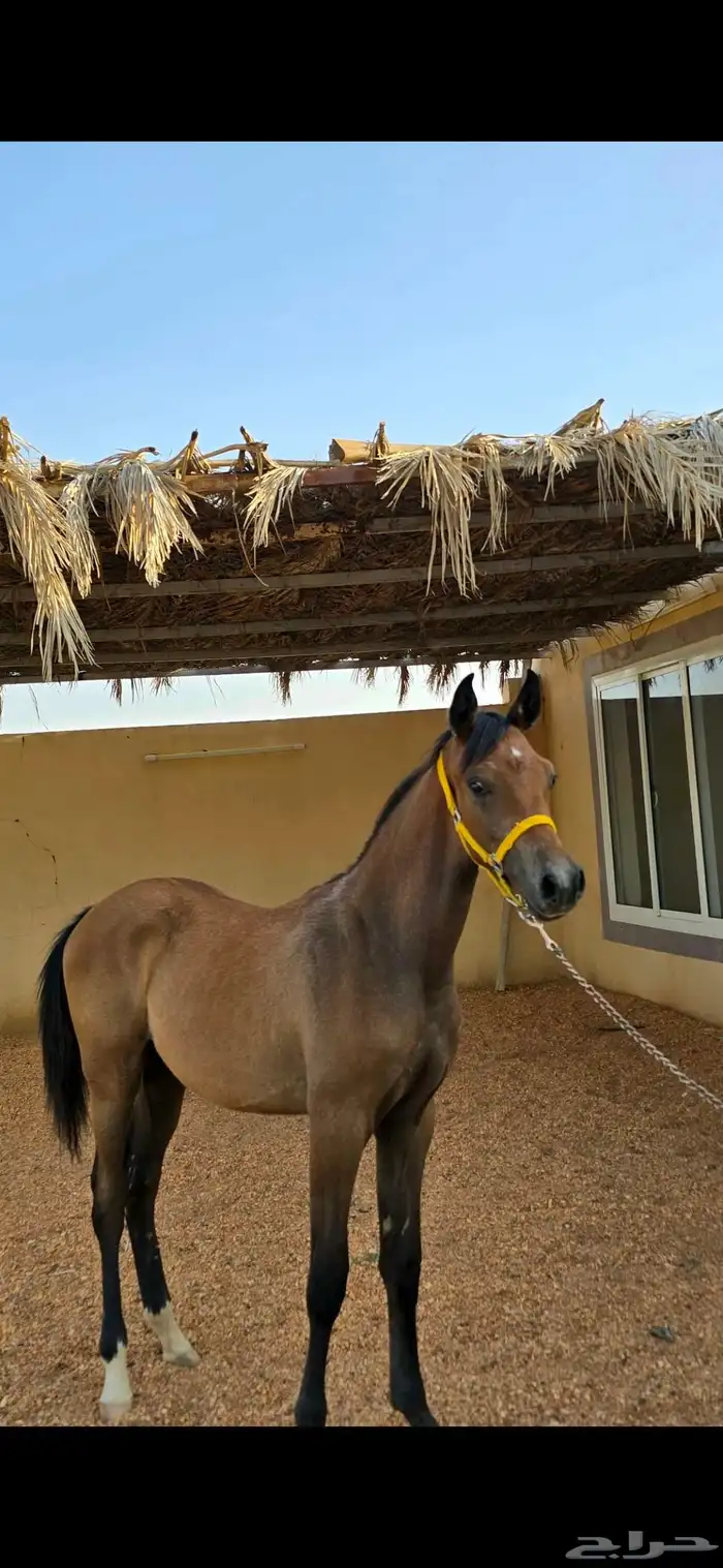 مهر واهو 1