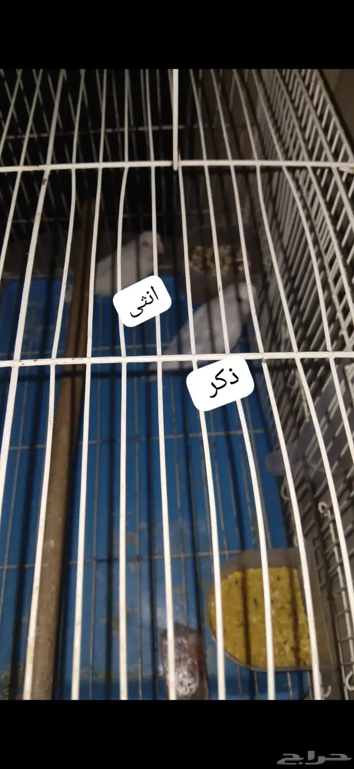 السلام عليكم ورحمة الله وبركاته نقدم لكم ببغاء روز زوج منتج 0