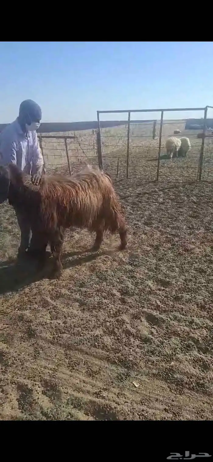 تيس قبرصي شرط العمر 3 سنوات 0