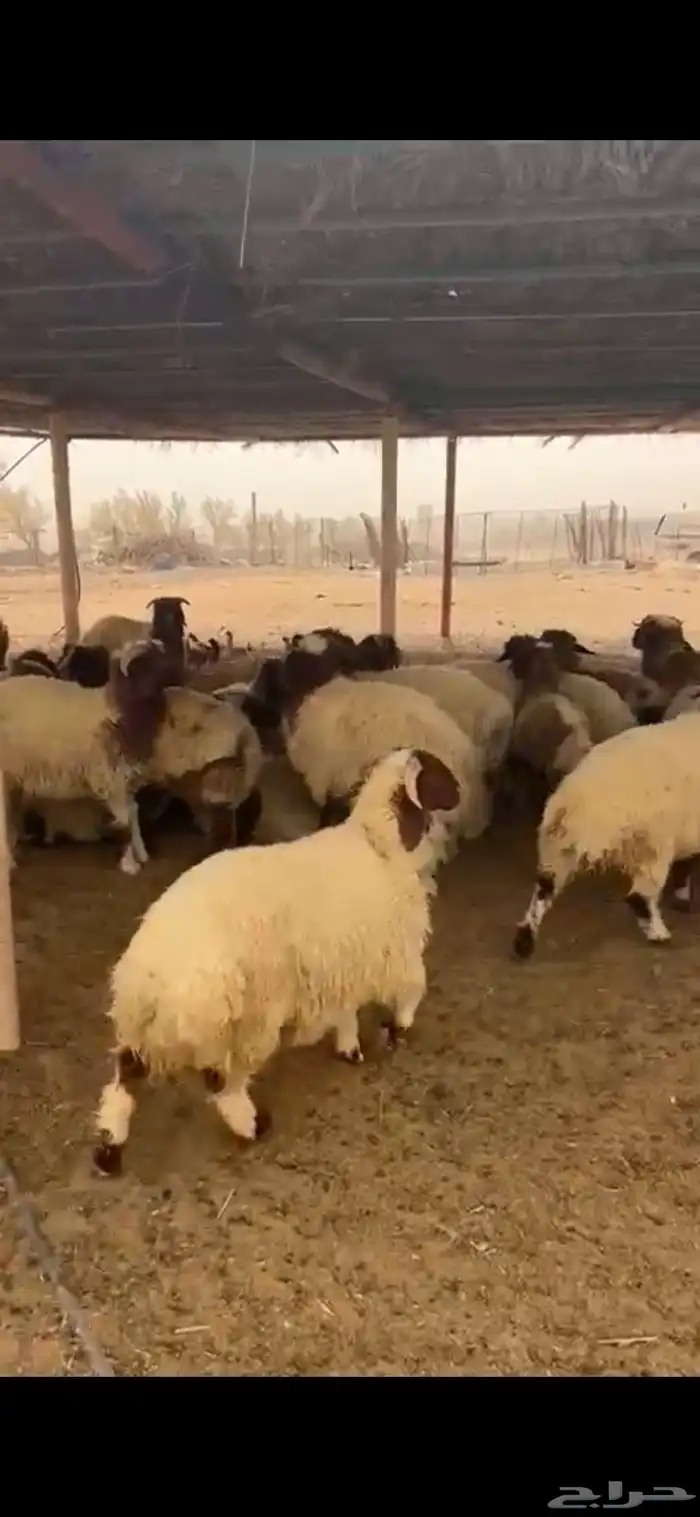 للبيع طليان نعيمي معزا َجفارات 6