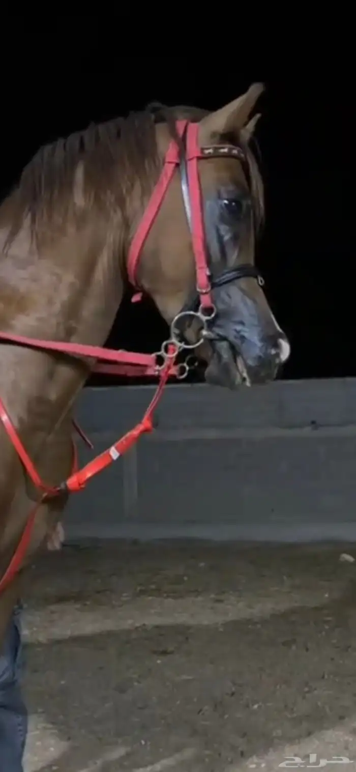 خيل شعبي 0
