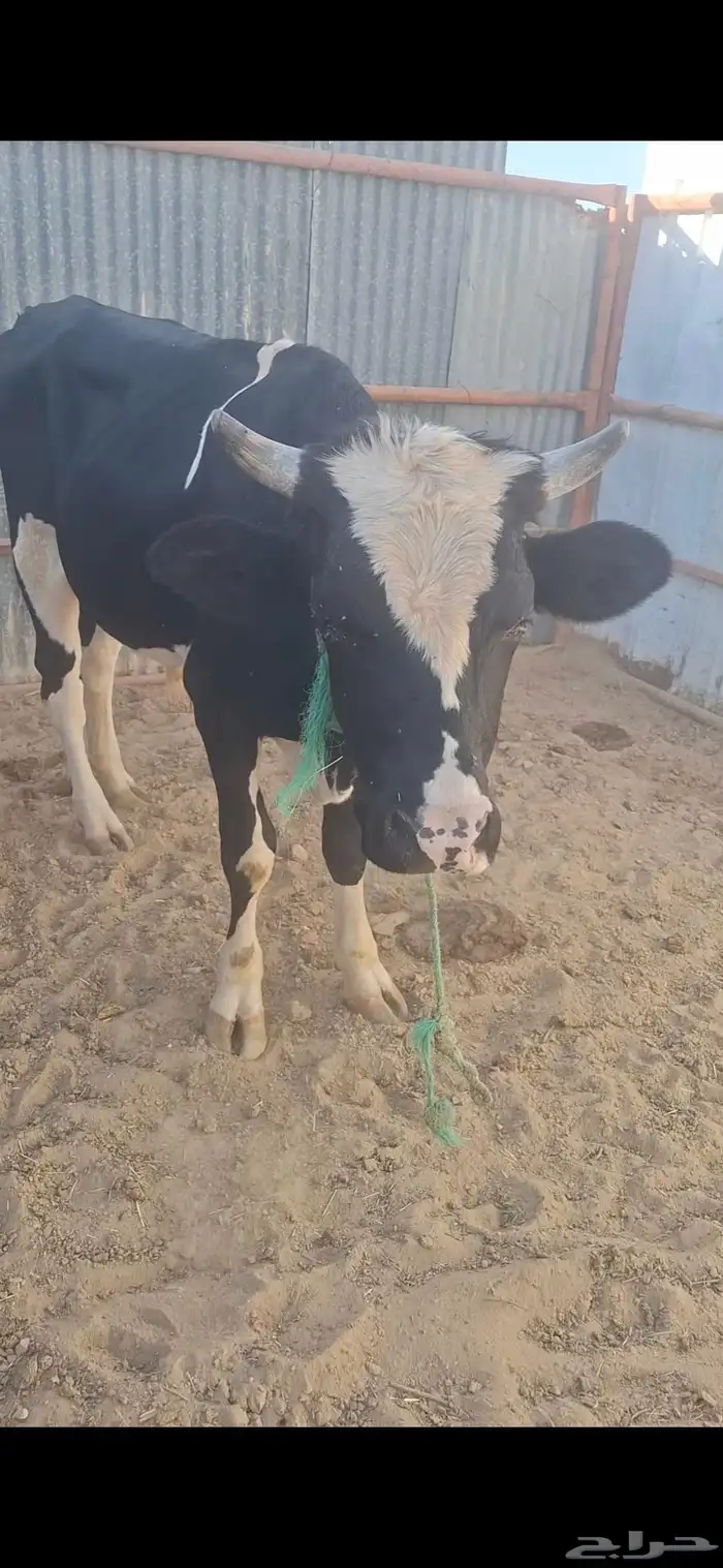 ثور للبيع 3